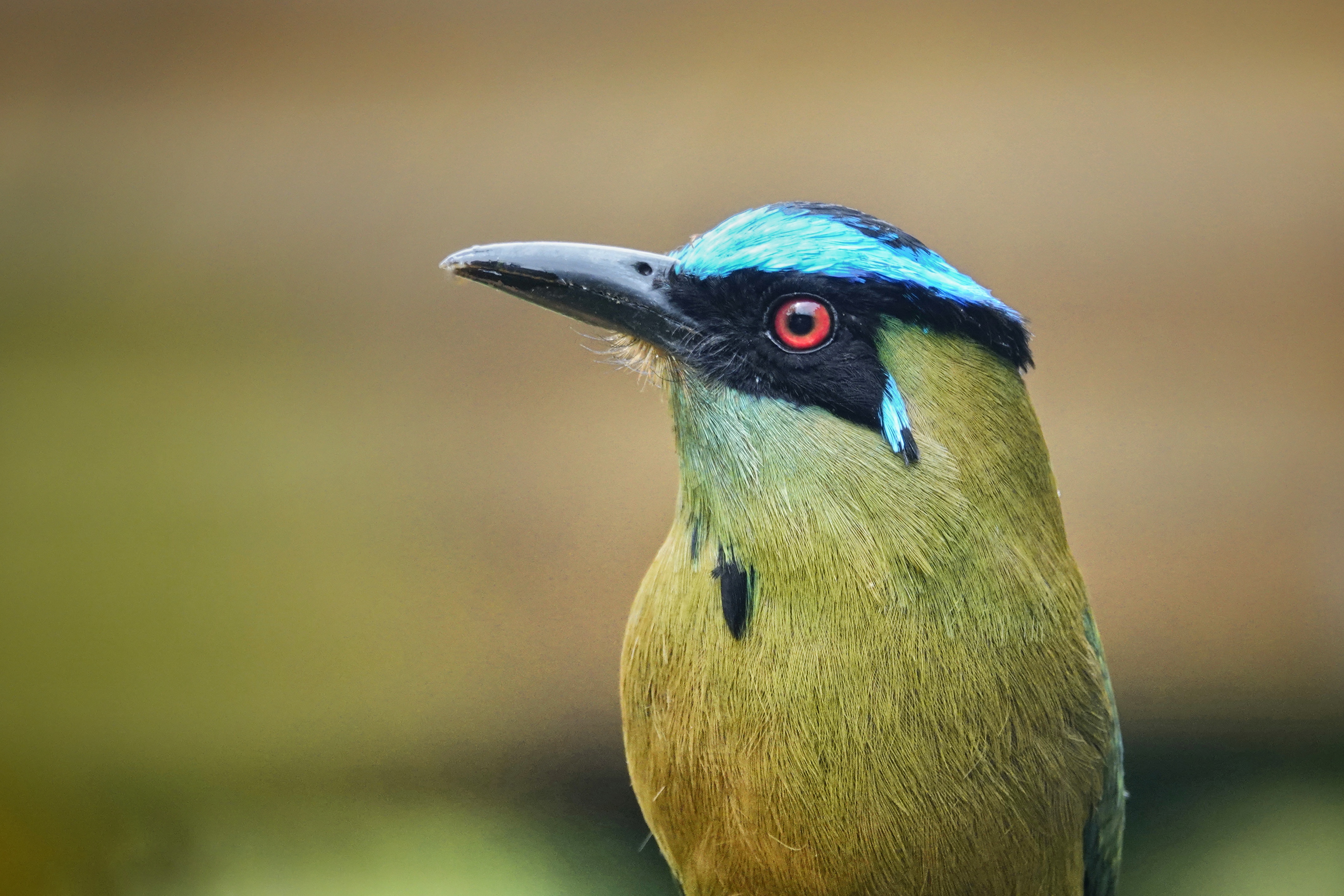 Motmot